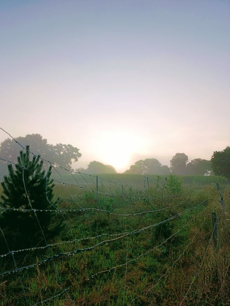 Sunrise over oak trees, cornfield, meadow with fence.