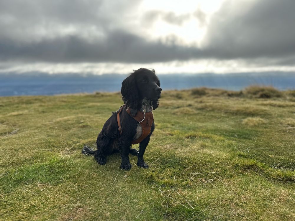Adorable black cocker spaniel sat majestically on top of a hill