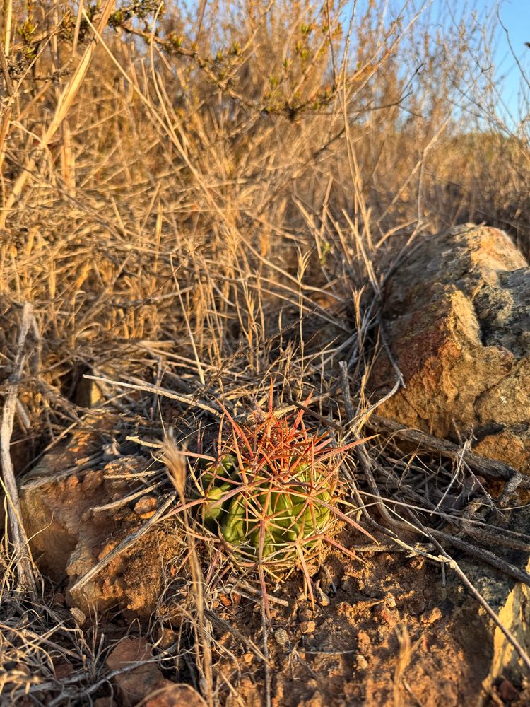 Small San Diego barrel, cactus nestled in the rocks and chaparral