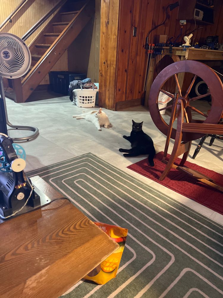 A white and orange American shorthair cat lounges on a basement floor. Sitting in front of him is one of the next generation, an all black American shorthair, Reginald. (Also visible but irrelevant to the story at hand, an electric spinning wheel, an Ashford traditional spinning wheel, and a basket of laundry.)