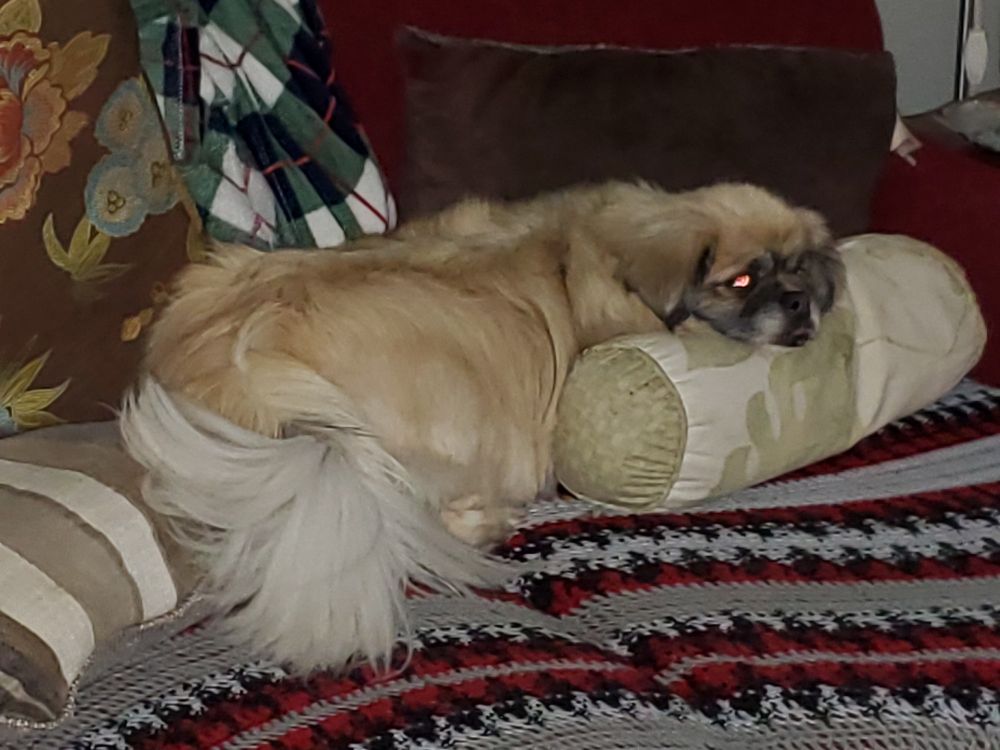 Tibetan spaniel on red couch resting ching on lumbar pillow. Eyes are glowing red