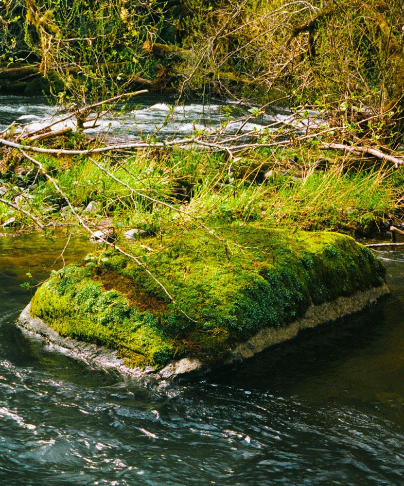 A photo of a boulder in a river, covered in moss and small ferns. 