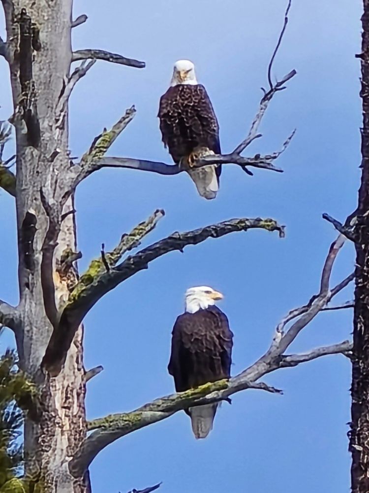 Our resident eagle has finally found a mate 