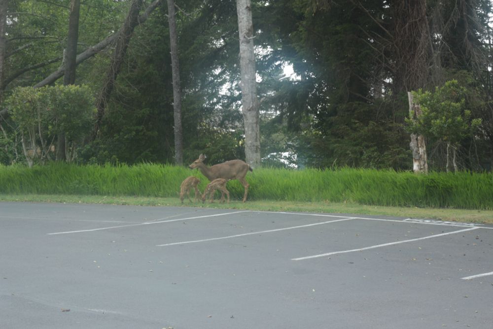 A doe and two fawns in Gemini season. The fawns are grazing at the edge of a parking lot. The doe is alert for any threats. 