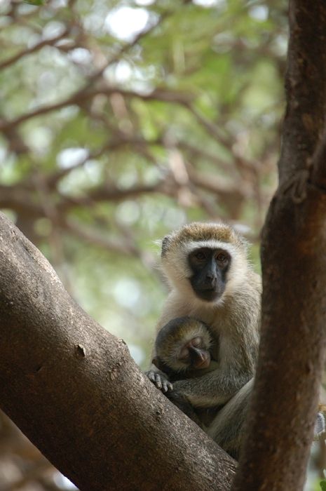 A vervet monkey sits in the crook of a tree, her sleeping baby clinging to her chest