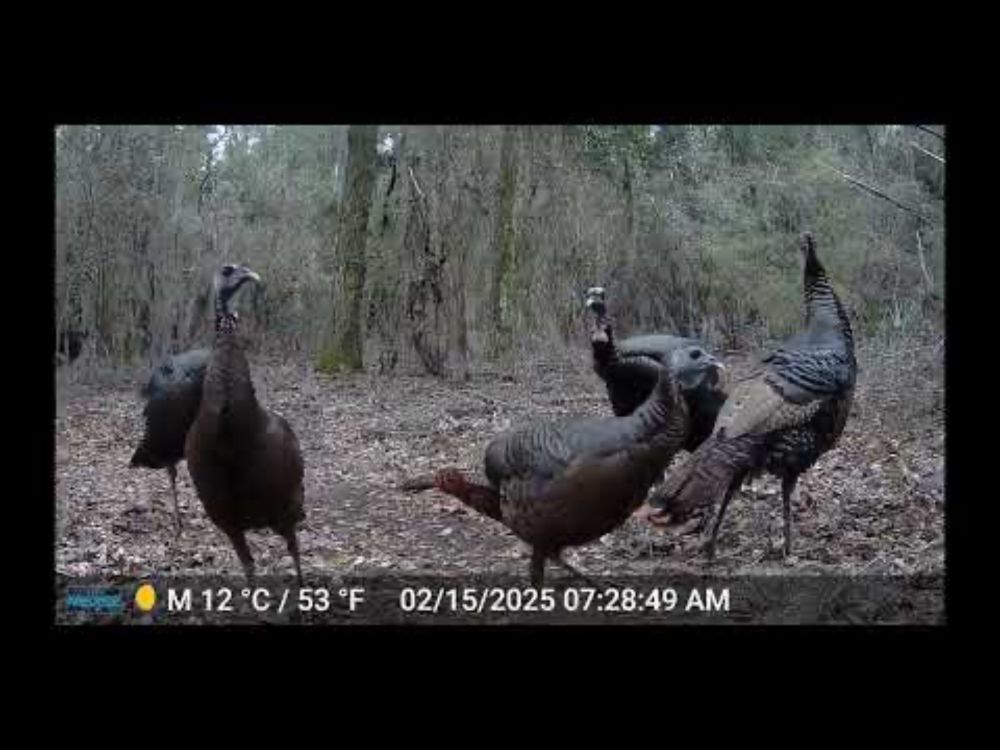 March 2025 Wildlife cam videos from the Georgia Marsh