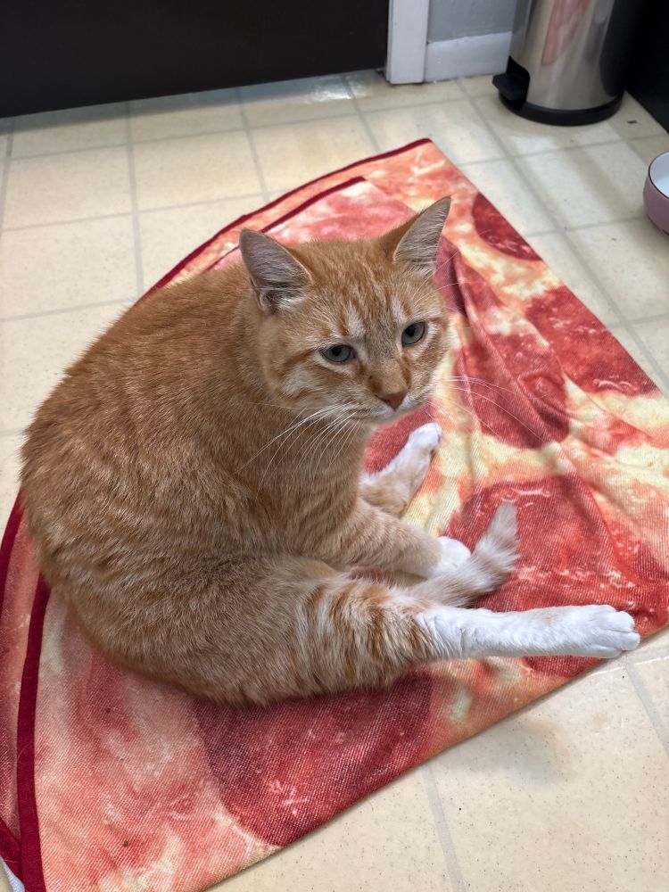 Orange cat stretching out one leg, sitting on a pizza towel