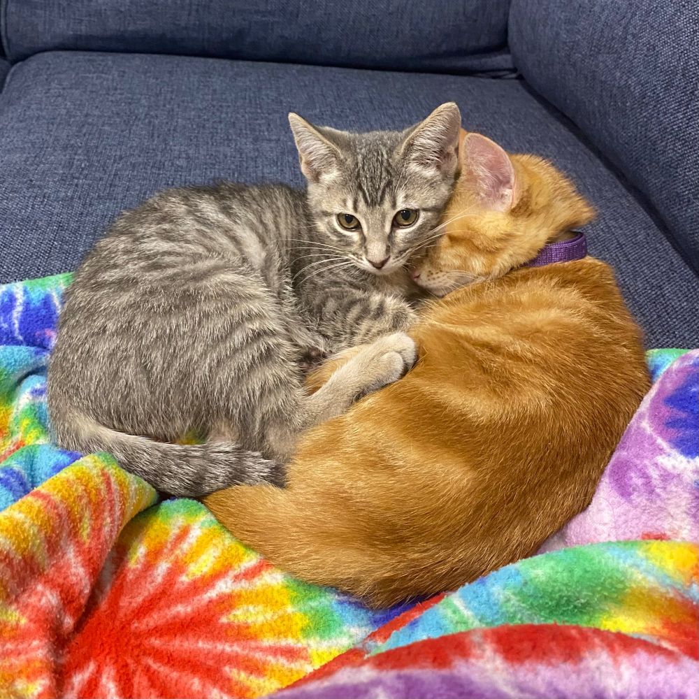 Two kittens curled up with each other on top of a rainbow blanket.