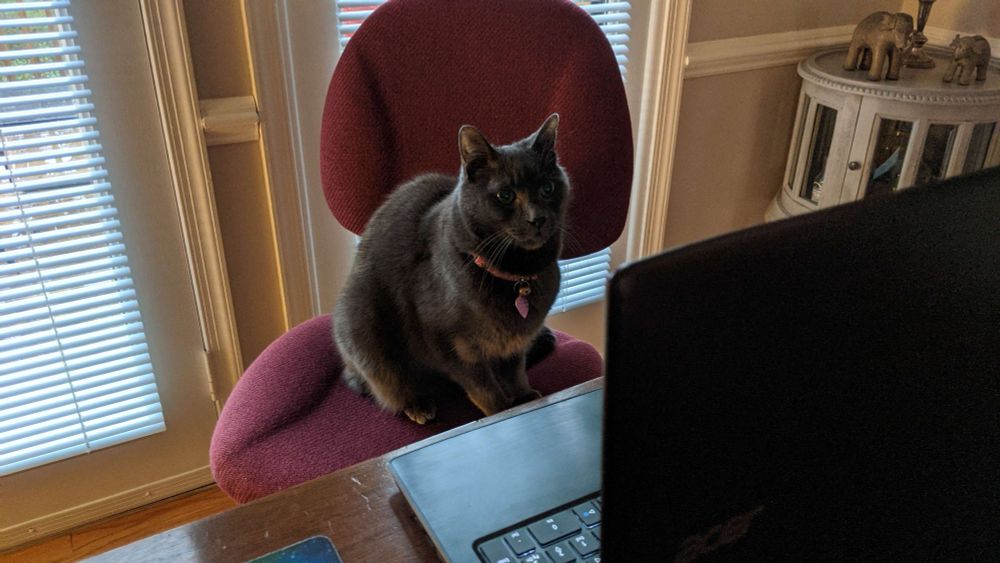 Cat sitting in an office chair looking at an open laptop. We can't see what is on the laptop screen and it's safe to assume he's committing various financial crimes
