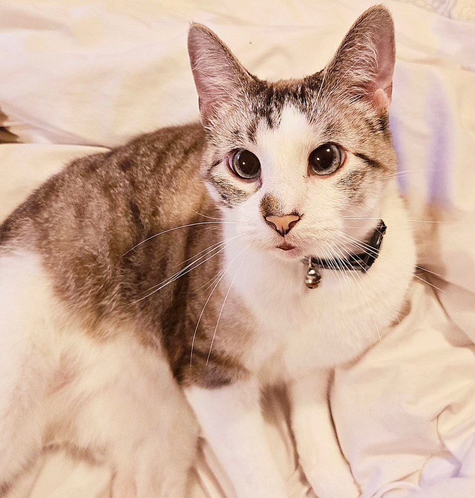 A picture of Astra's cat Toby. He is a white tabby with gray and brown stripes. 

Additional interests and tags:
Alt Music
Flowers 
Gardening 
Art 
Anime
Animation 
Disabled 
Silly
Vtuber
Streamer
Twitch 
Youtube
Chappell Roan
