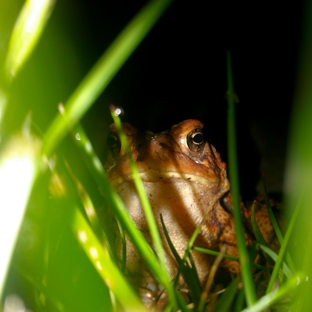A toad peers through grass at night.