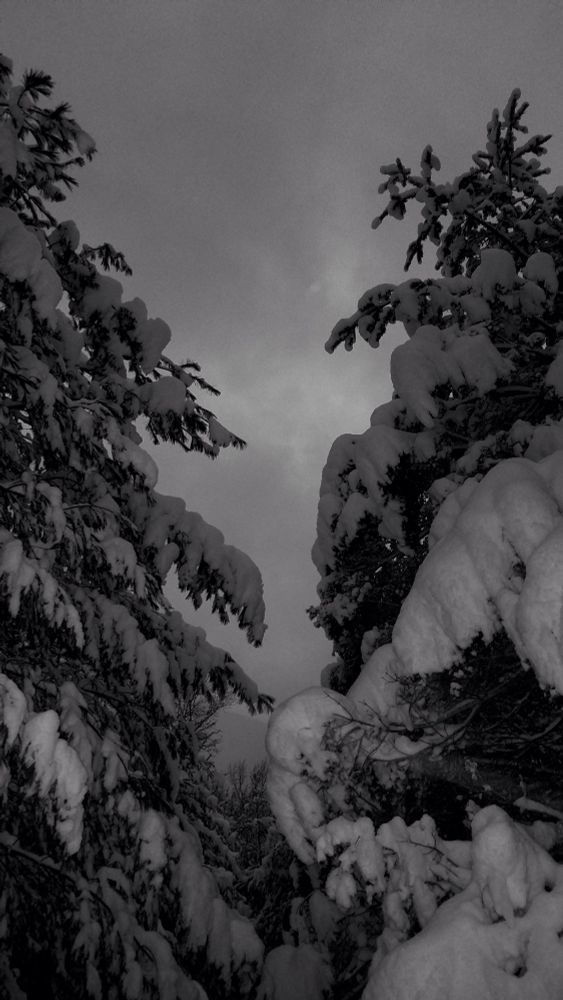 A black and white photo of pine trees covered in heavy snow, against a winter sky.