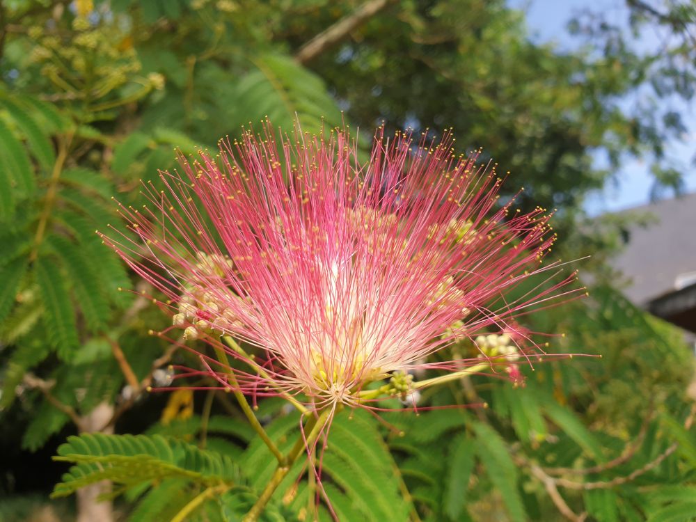 Close up on an albizia flower