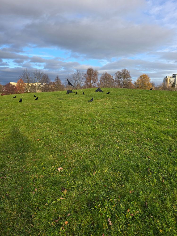 Krähen auf Wiese 3