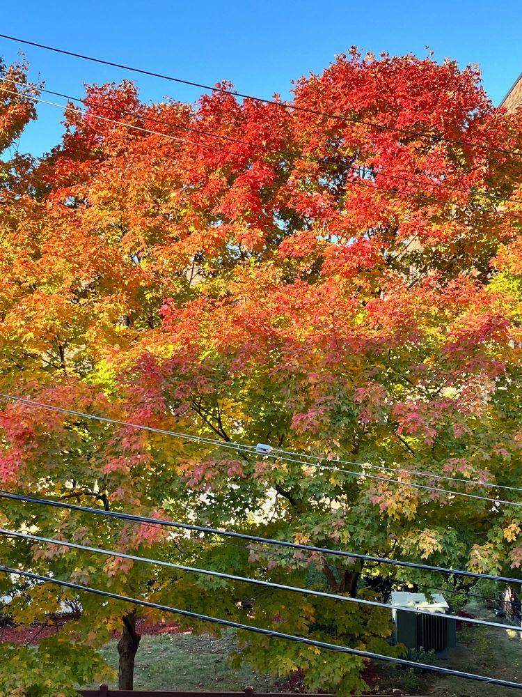 Gorgeous red and yellow and orange fall tree