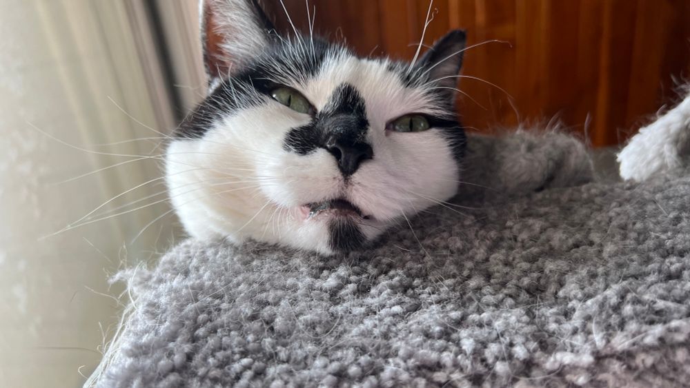 the head of a black and white cat looking down from a cat tower, with her mouth slightly open. she has green eyes and thin pupils
