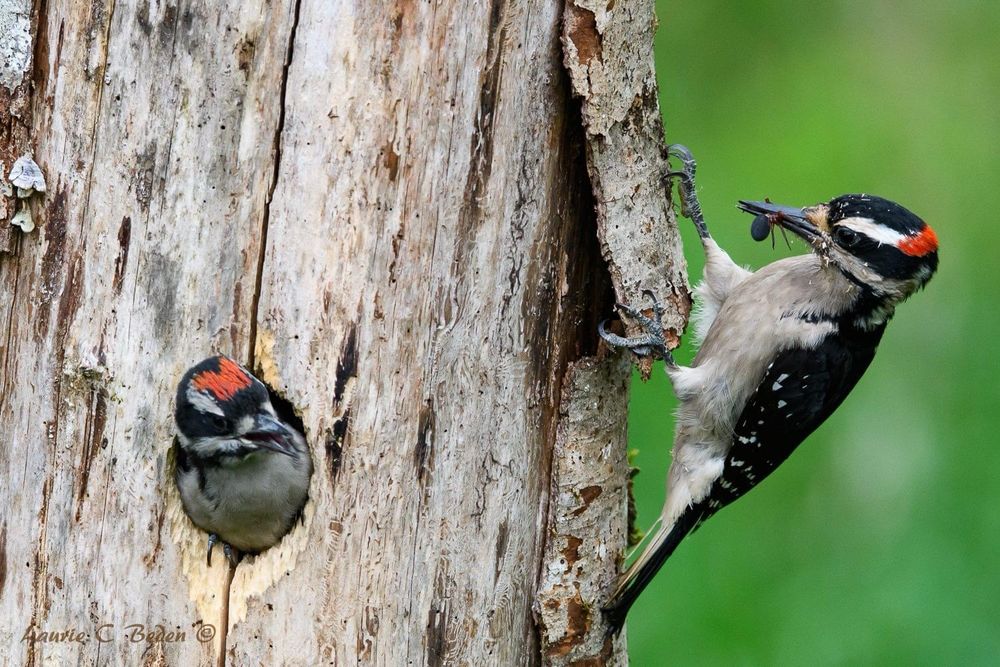 Male Hairy Woodpecker bringing a spider to his young male nestling hanging out of the nest hole