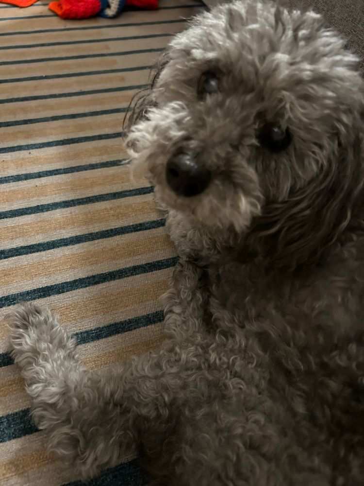 A gray miniature poodle looks up at the camera. He is laying on a yellow, blue, and cream striped rug. 