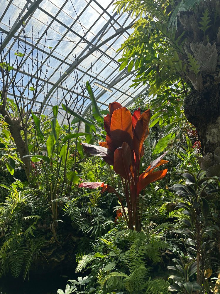 Tropical plant conservatory greenhouse, indoors