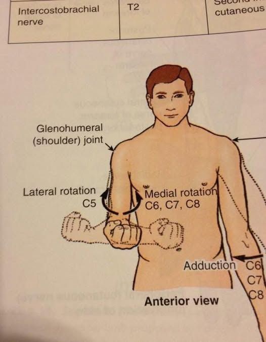 medical journal of rotation of arm that looks like the 'wanking' gesture