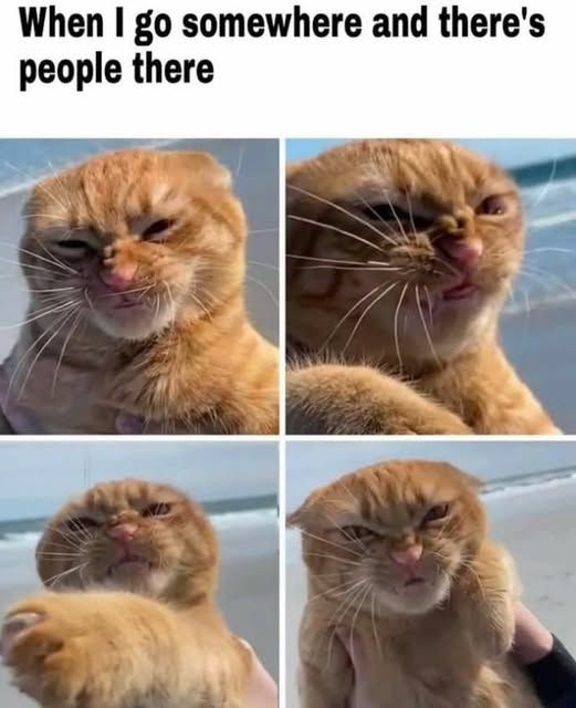when i go somewhere and there's people there: four pics of a sour faced orange tabby boi