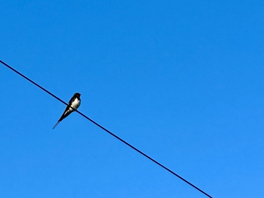 Barn swallow on a power line, blue sky in background, the last photo I took at the house we rented in Lansallos, Cornwall