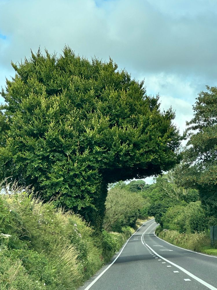 Tree over road, shaped like pac-man about go gobble up the little white road markings