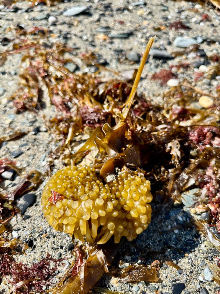Seaweed