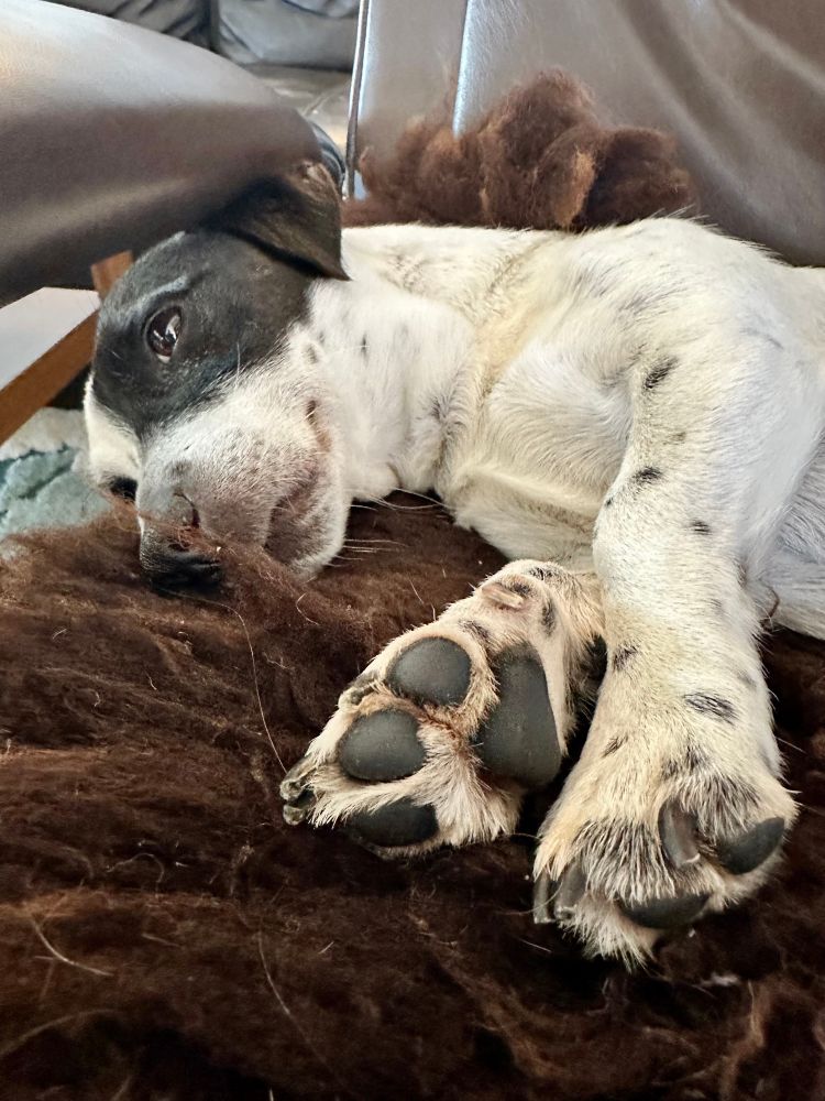 Black and white Jack Russell Terrier stretched out on a dark brown sheep skin. A dreamy, content look in his eyes