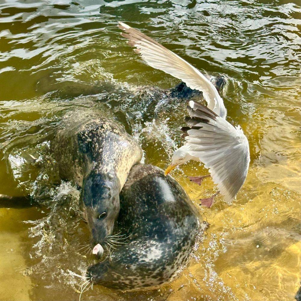 Two common seals and one flying gull fighting over a small piece of fish. Absolute chaos