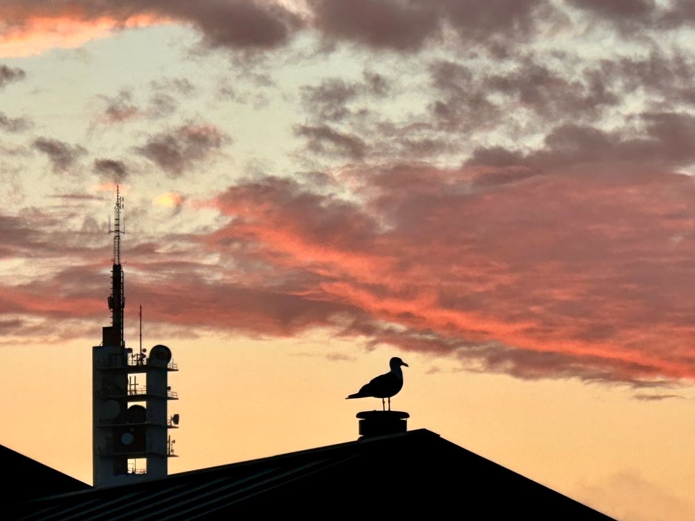 Silhuette of a gull on a roof, with a scifi looking tower silhuette in the background. Red-orange-grey skies and clouds