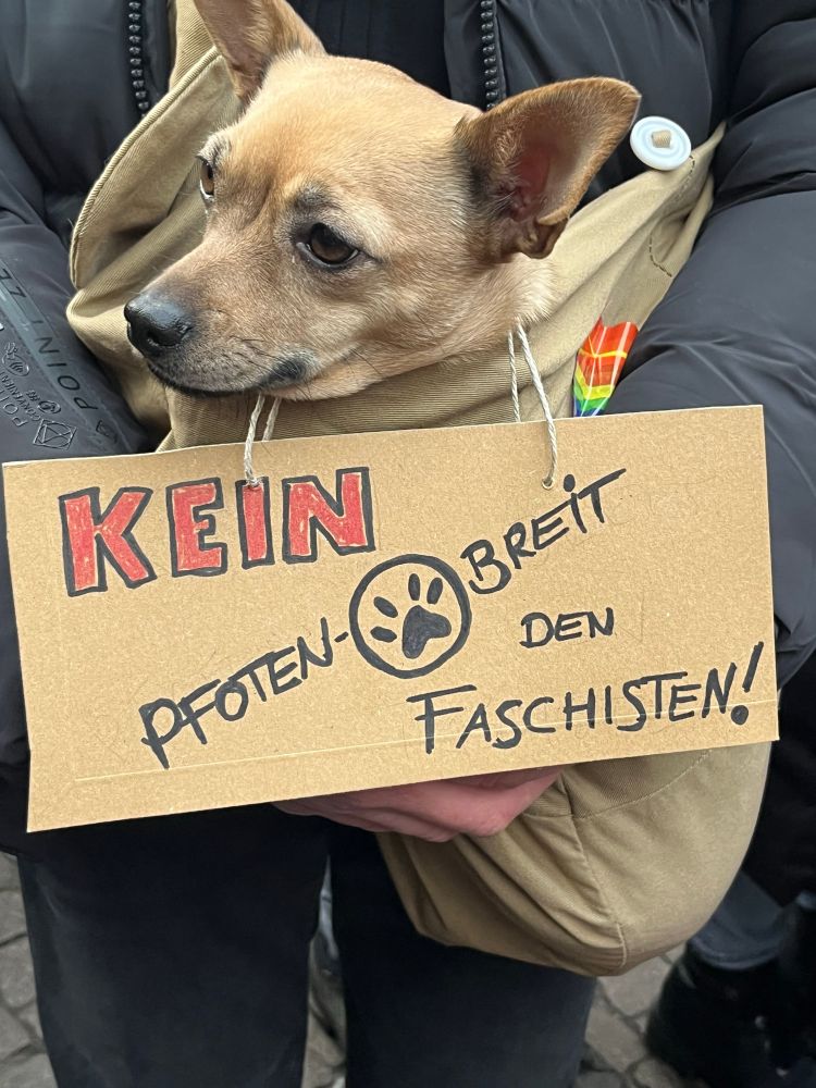 A small dog protesting against fascists, with his little sign that reads he has “no paw-sized space for fascists” 