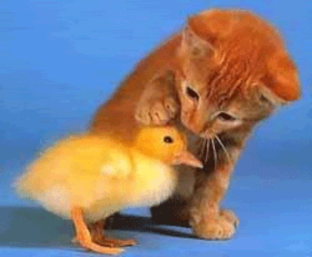 a kitten petting a small yellow duck on a blue surface