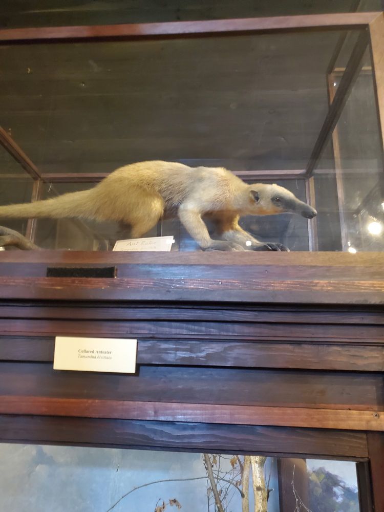 Taxidermist collared anteater in a museum display