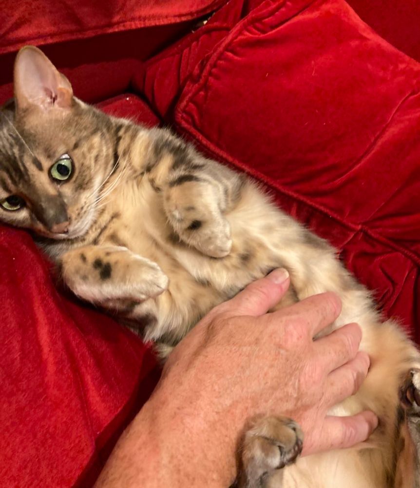 Cream and gold and brown cat lying on her back on a red chair offering her tummy for strokes. A man's hand IDs upon the tummy. It was, of course, a trap. I knew it was a trap. Of course I did. However, in my defence, she has the softest and silkiest fur. Worth it. 🤷‍♂️