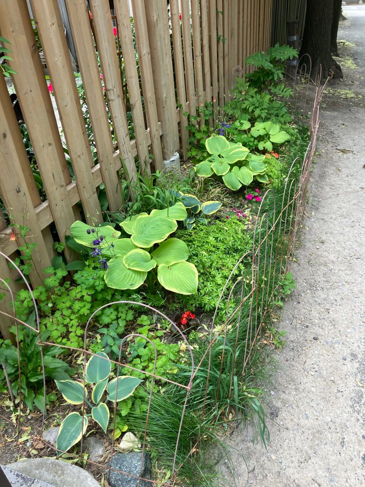 A garden bed with variegated hostas, columbines, Lenten rose, and Solomon’s seal. 