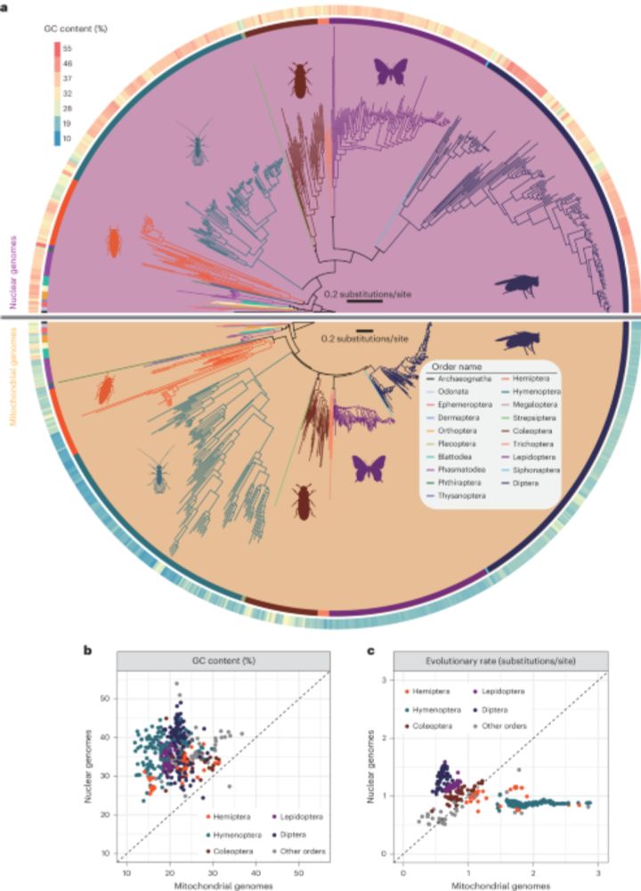 Identification of a longevity gene through evolutionary rate covariation of insect mito-nuclear genomes - Nature Aging