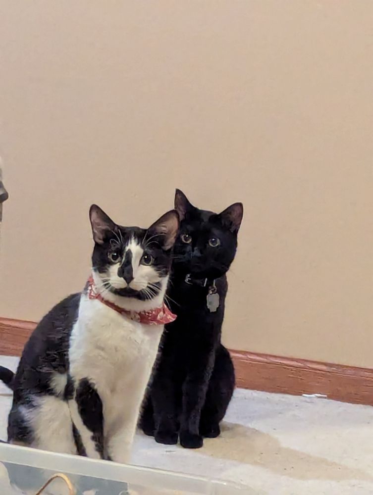 Two cats both lookin at ya