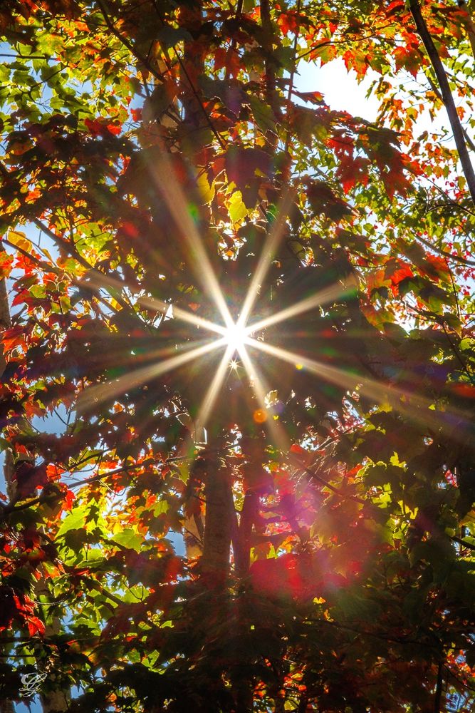 Photo showing a sunburst lens flare peeking through fall foliage. The trees through which the light filters are mostly Red Maples. Their leaves are an assortment of green, red and orange.
Watermark identifying photographer as Geneviève Laurin.