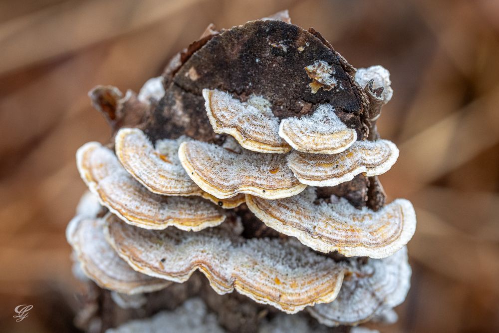 Photo showing a series of small polyps growing on a tree stump. Each individual polyp is fan-shaped and bears longitudinal concentric brown stripes, alternating with paler stripes. The tree stump looks like it could be a species of birch, from the thin bark covering it. Background made of brown plant debris.
Watermark identifying photographer as Geneviève Laurin.