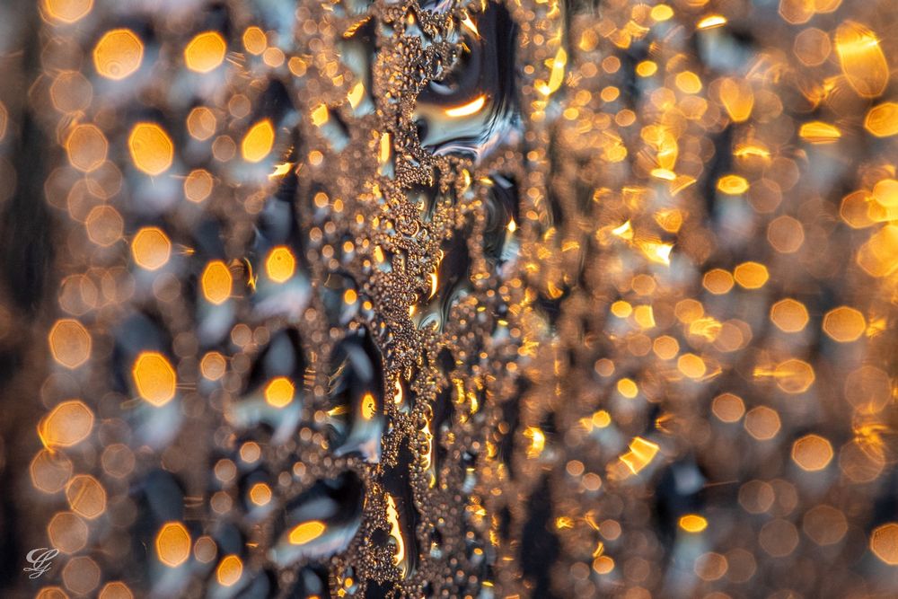 Photo showing multiple yellow spots caused by refraction through water drops. Only the drops in the middle part of the photo are in focus and show some reflected light, but no yellow spots. It is the out-of-focus drops on either side that show the phenomenon. Watermark identifying photographer as Geneviève Laurin.