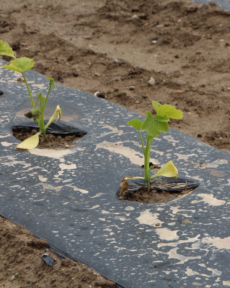 Zucchetti-Setzlinge auf Biomulchfolie
