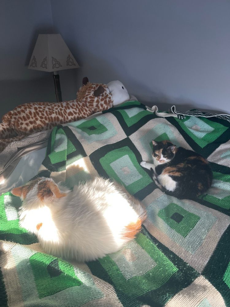 Two cats curled up on a green blanket enjoying the sun. One cat is white with orange spots and the other is black with white and orange spots