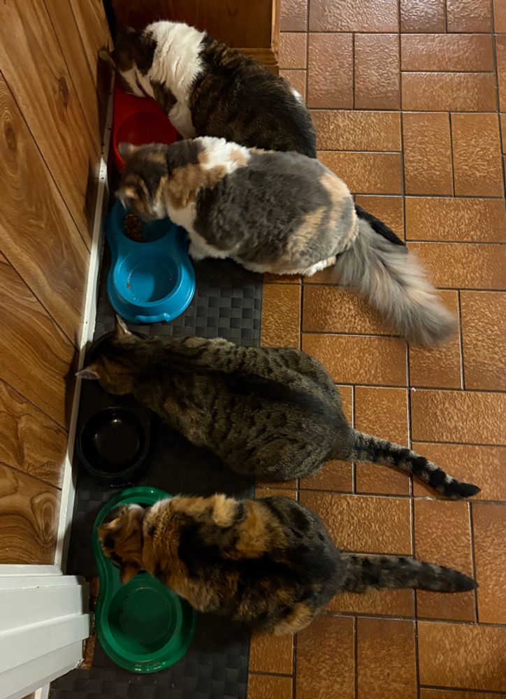 4 cats photographed from above eating from bowls. 
Top to bottom - Ella (white and brown/grey tabby), Polly (large tricolour cat with clipped fur), Nyssa (black and grey tabby), and Zoë (small tricolour cat) 