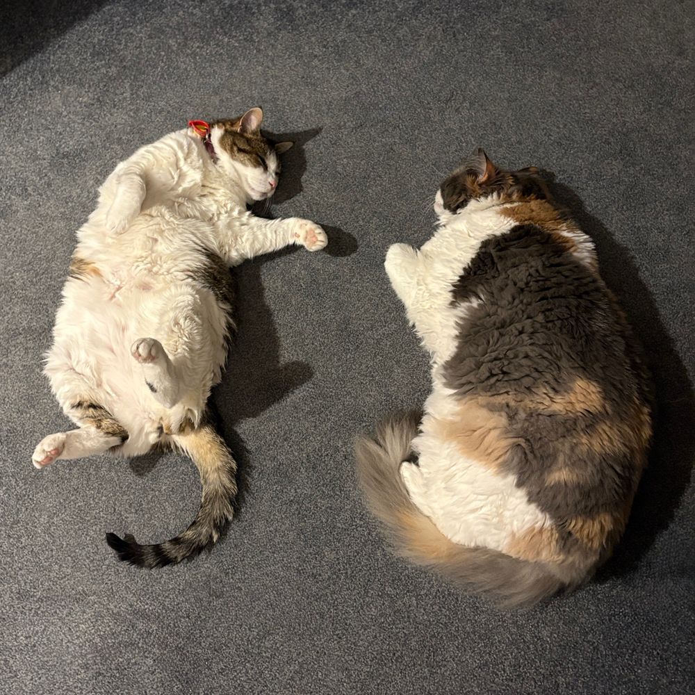 On a blue/grey carpet, Ella (a white and brown/grey tabby cat) laying on her back with her tummy exposed, and Polly (a large tricolour cat with clipped fur) laying on her side. They are both sleeping. 