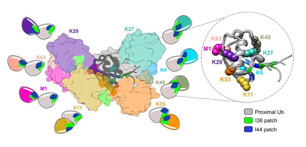 'Ubiquitin Lysine-Linkages' from the review 'Ubiquitin: a structural perspective' in Molecular Cell