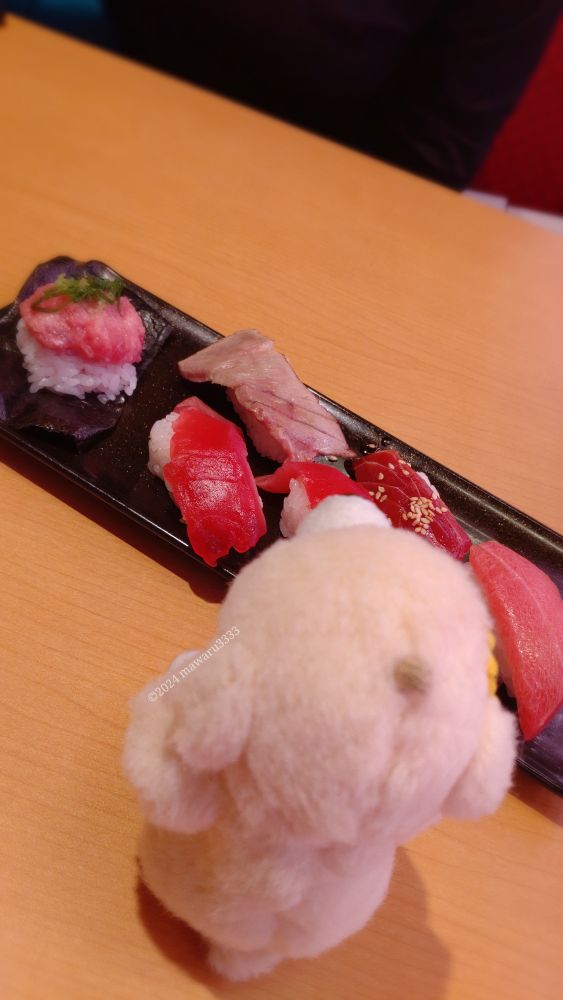 マグロのお寿司達を見るクマのぬいぐるみ