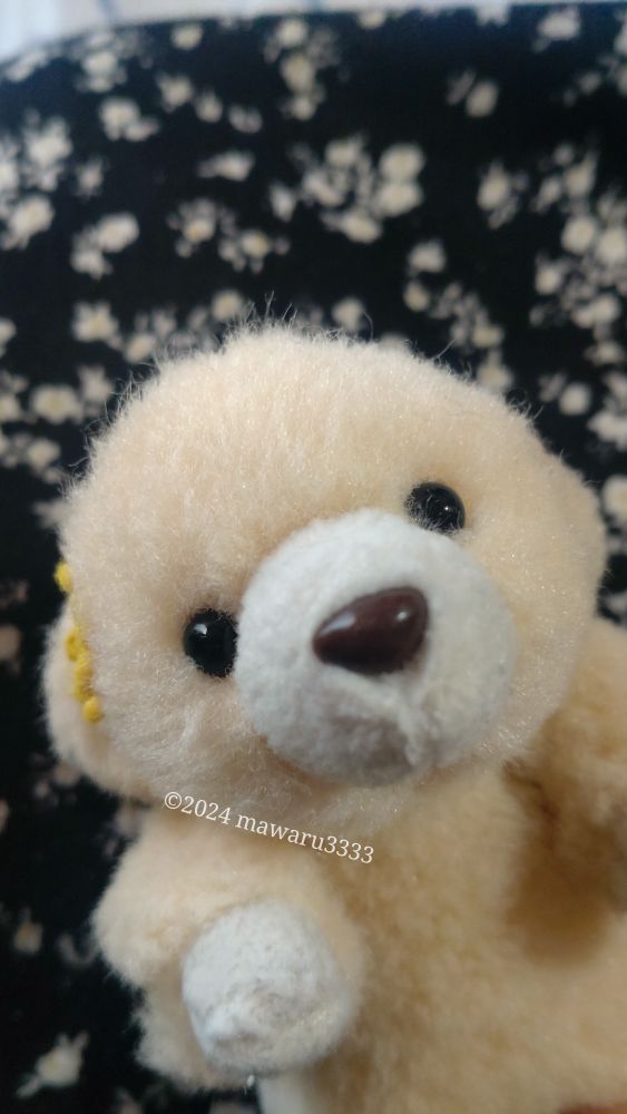 黒い背景に移動して寝癖を見せつけるクマのぬいぐるみ