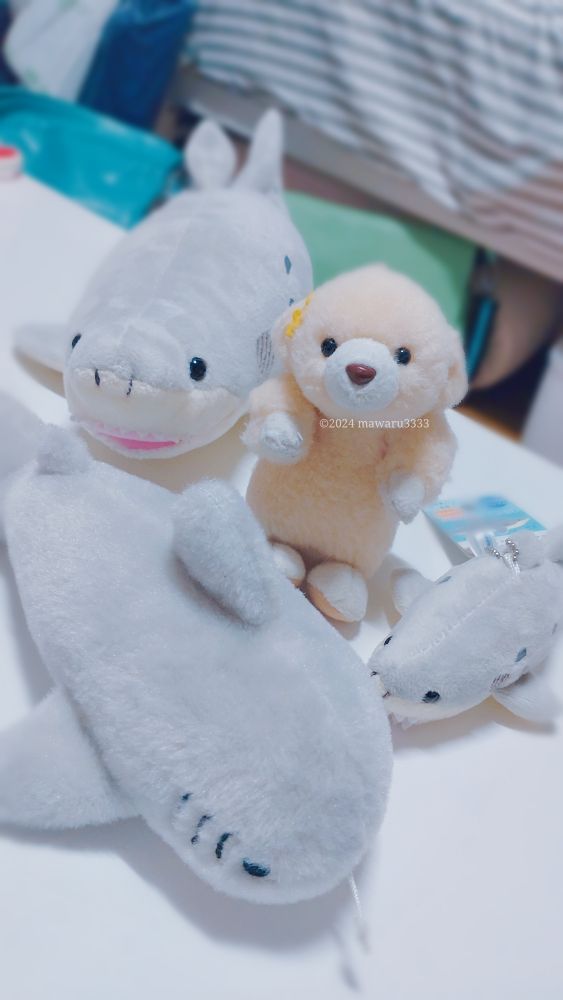 シロワニのぬいぐるみ3匹に囲まれて緊張するクマのぬいぐるみ