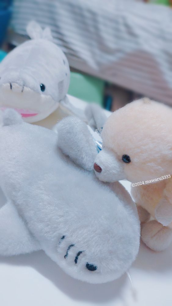 シロワニ（サメ）のぬいぐるみを間近で見るクマのぬいぐるみ